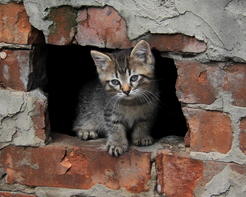 Обеспечение выживания кошек в Санкт-Петербурге 